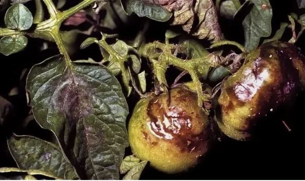 Почему фитофтора становится сильнее и как с ней бороться