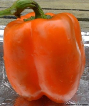 ����� ��������� ���: ��� ��������� ������������� ���� ��� ������ ����