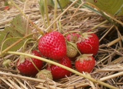 Как правильно использовать солому на клубнике: советы агрономов