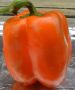 Перец оранжевый куб: как вырастить крупноплодный сорт для вашего сада