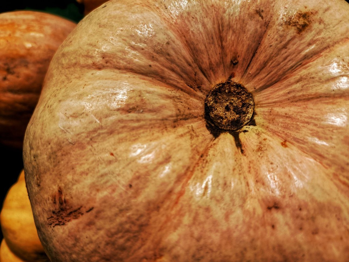 Ошибки при выращивании тыквы: как избежать неудач и получить отличный урожай