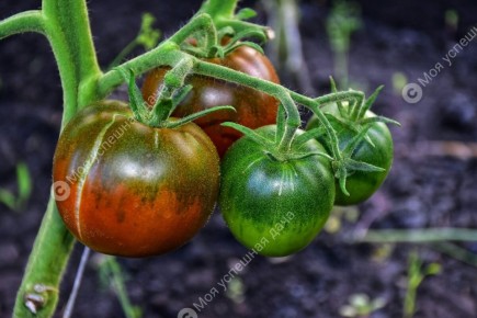 ��� ��������� ������������� ������ � ���� ��� ������� ������