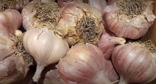 Как продлить жизнь чеснока: три креативных способа хранения