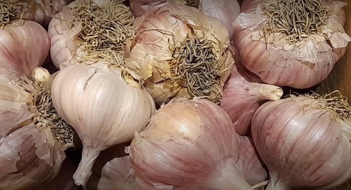 Как продлить жизнь чеснока: три креативных способа хранения