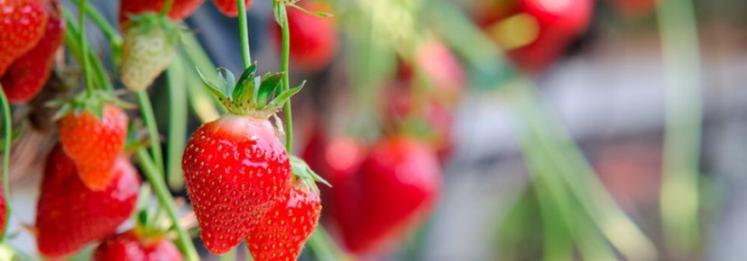 Как вырастить крепкую рассаду клубники: советы для садоводов