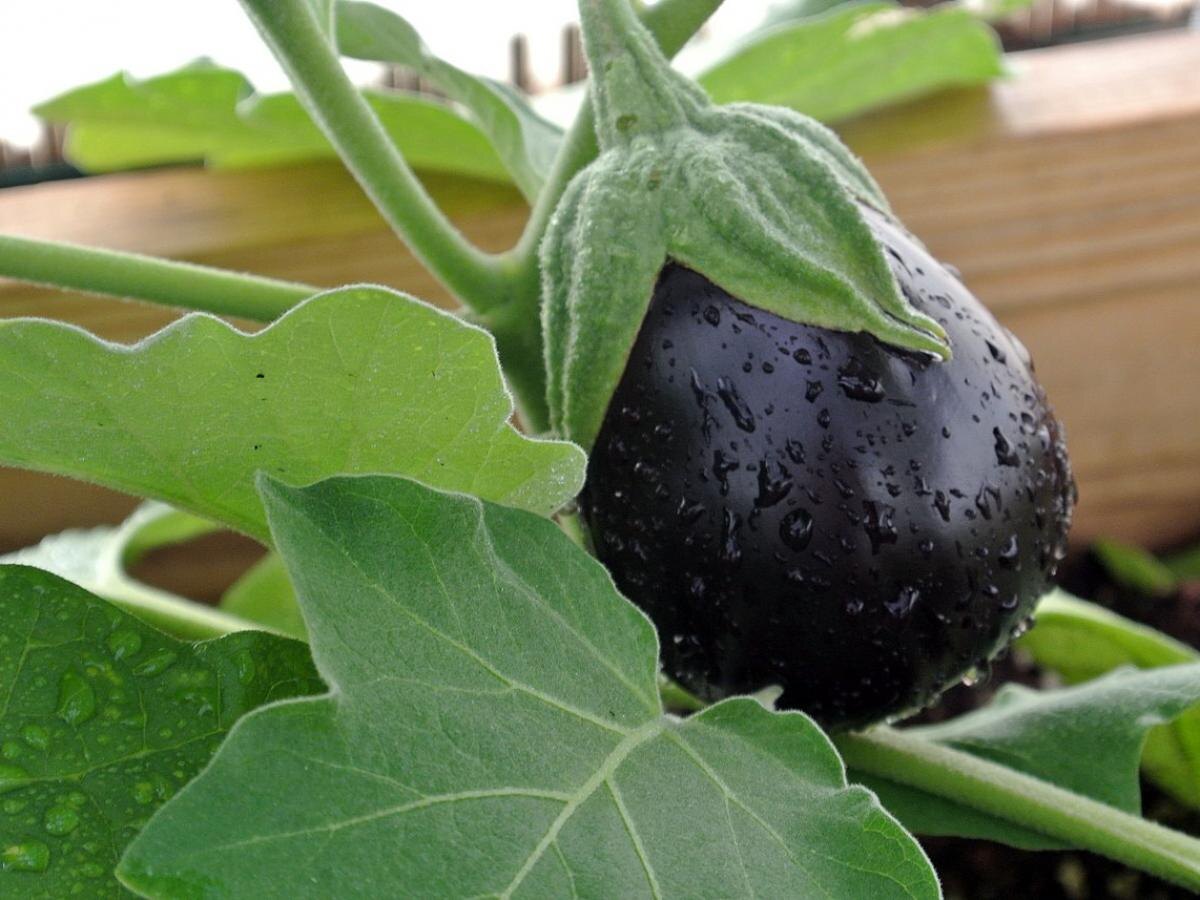 Как помочь баклажанам получить хороший урожай