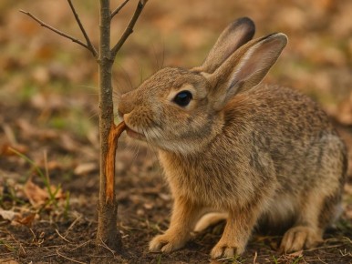 Как предотвратить ущерб саду: советы на сентябрь