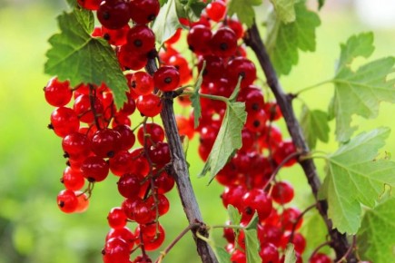 Как собрать прекрасный урожай красной смородины: простые подкормки