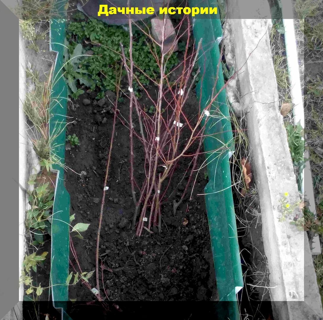 Как сохранить позже купленные саженцы до весны