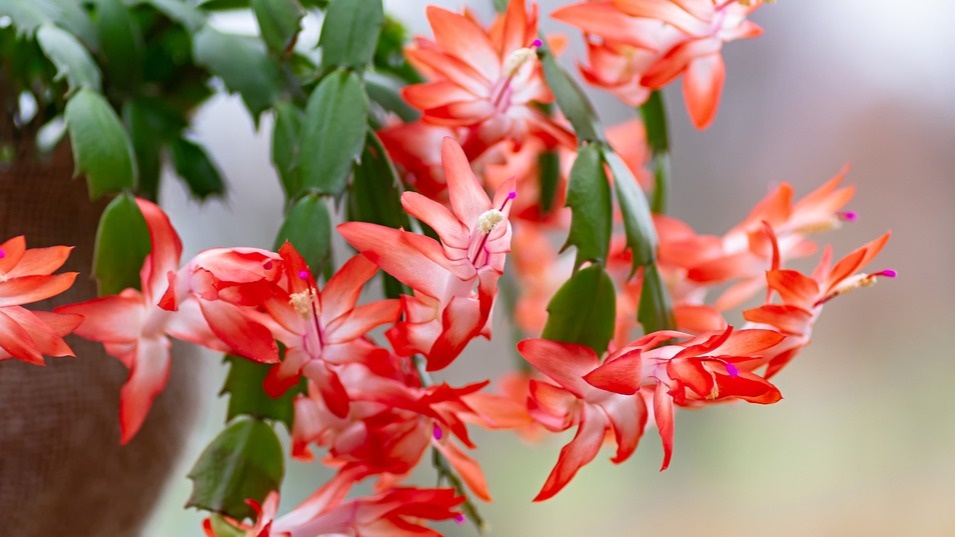 Ошибки цветоводов: как добиться цветения декабриста зимой