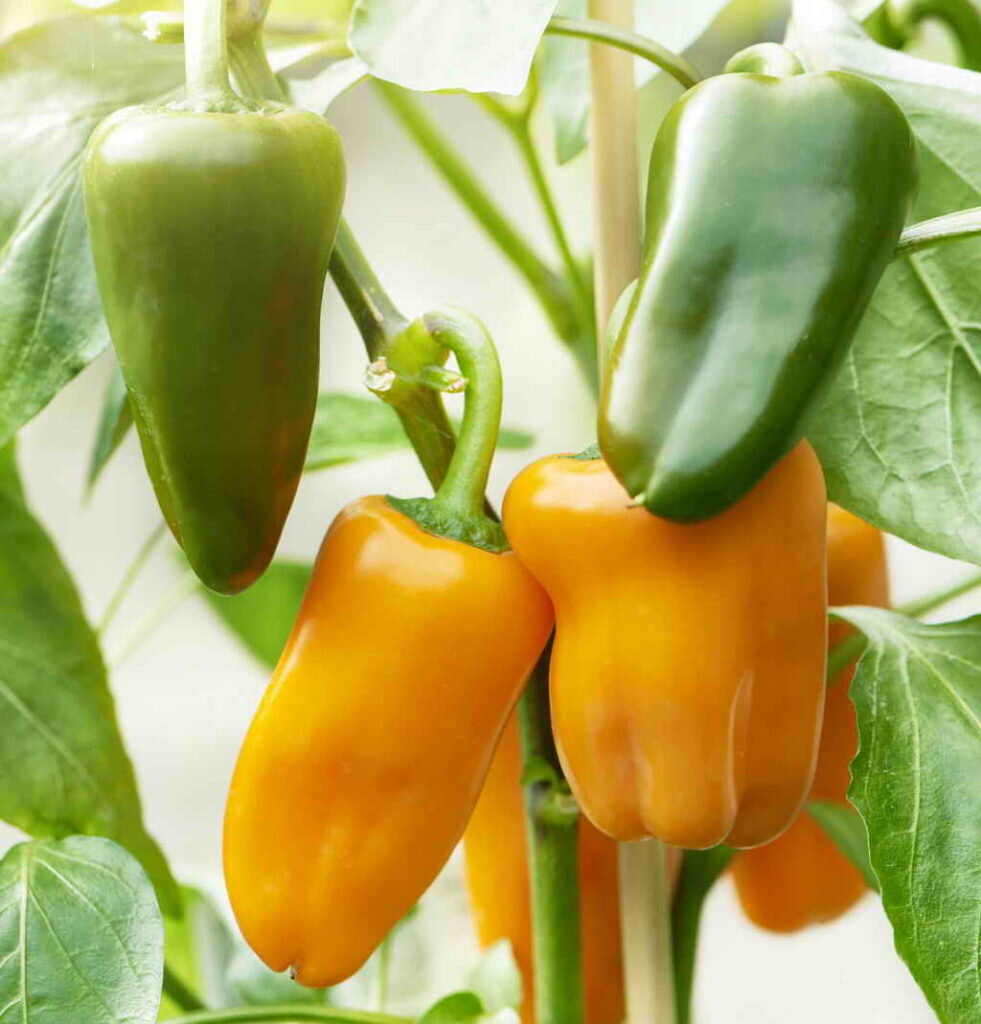 Как правильно хранить перцы в домашних условиях: секреты дозревания