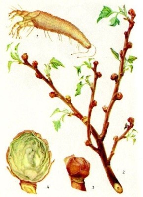 ��� �������� ��������� �� ��������� �����: ��������, ���� � ���������� �����