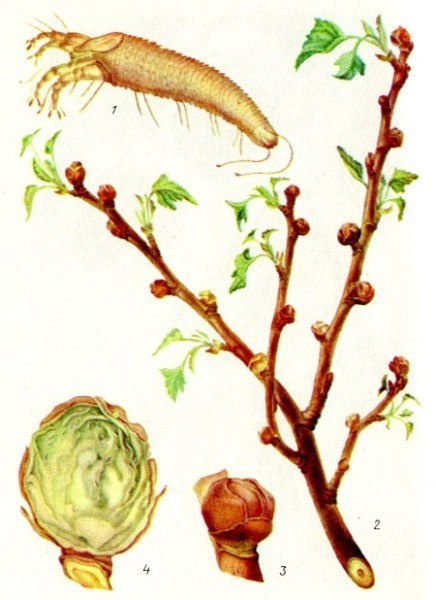 Как защитить смородину от почкового клеща: признаки, меры и устойчивые сорта