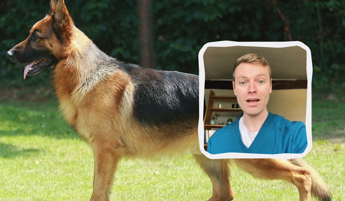 Ветеринар назвал 5 пород собак, которых лучше не заводить