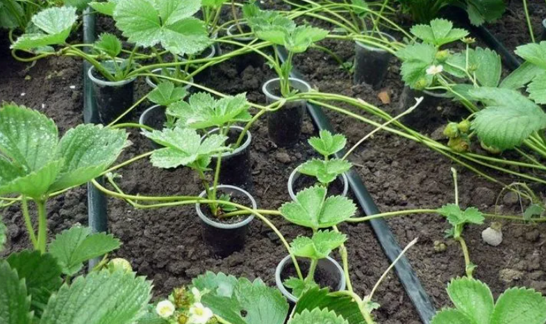 Когда и как размножать клубнику для лучшего урожая