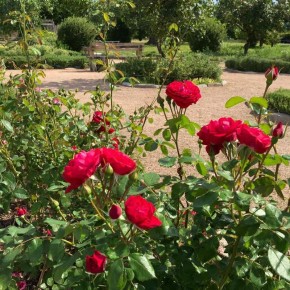 Секреты яркого цветения роз: как подкормка и защита влияют на цветник