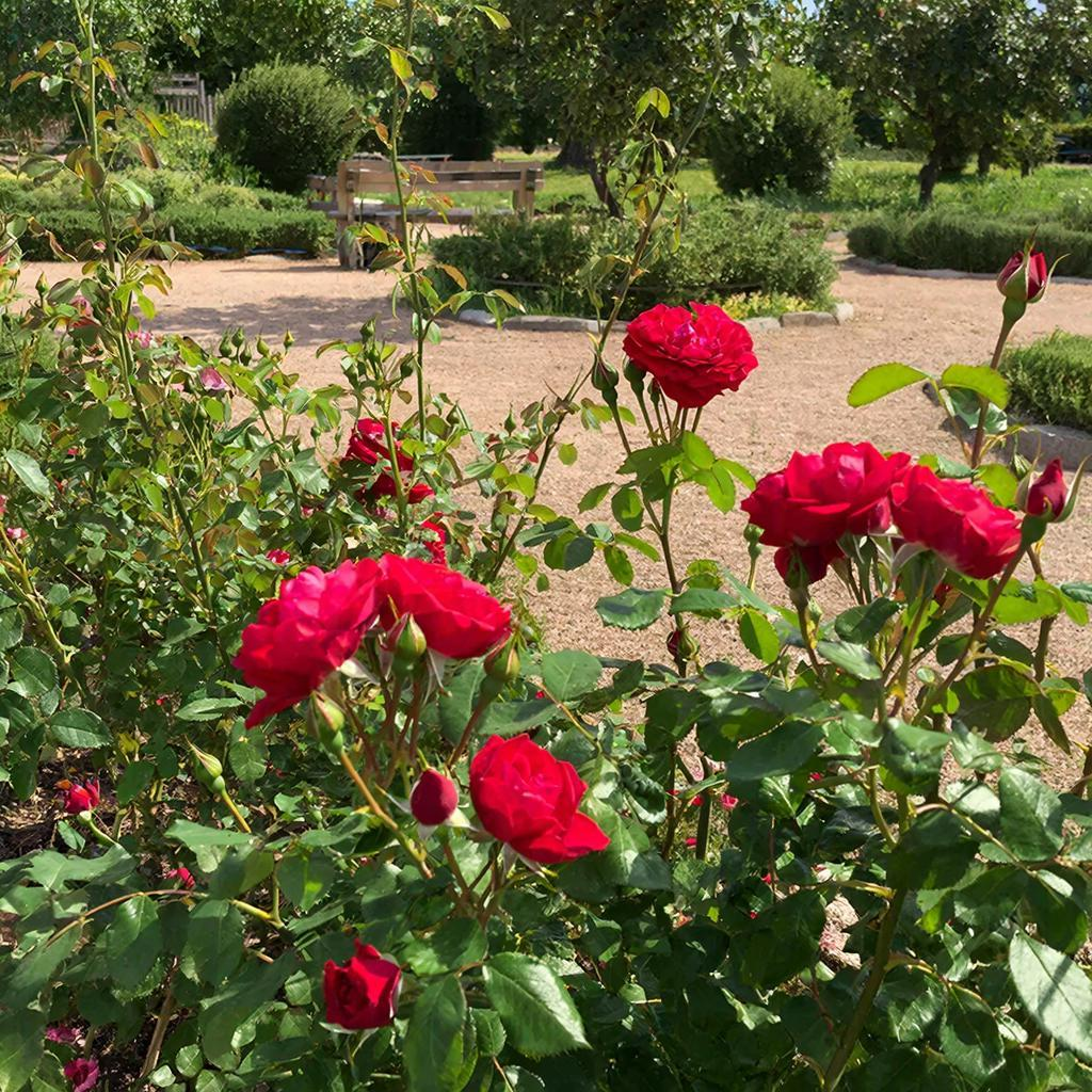 Секреты яркого цветения роз: как подкормка и защита влияют на цветник