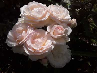 Цветы под солнцем: июньские сюрпризы в саду