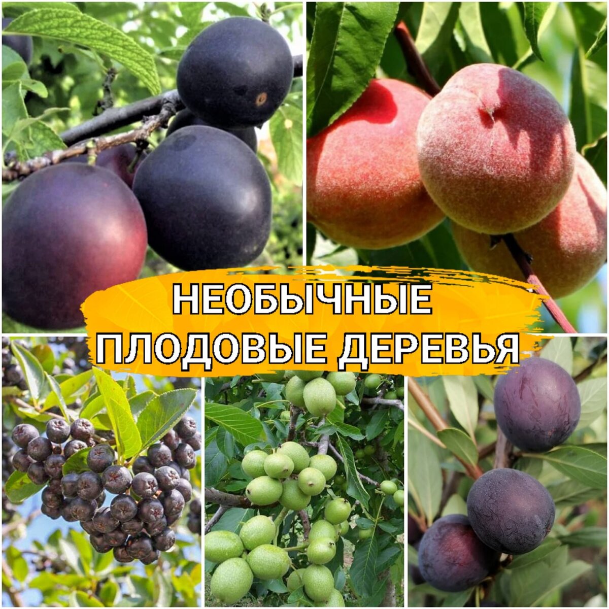 Необычные плодовые деревья для вашего сада