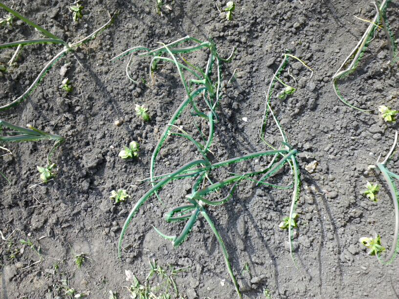 Лук на репку: промежуточный отчет о трех способах посадки