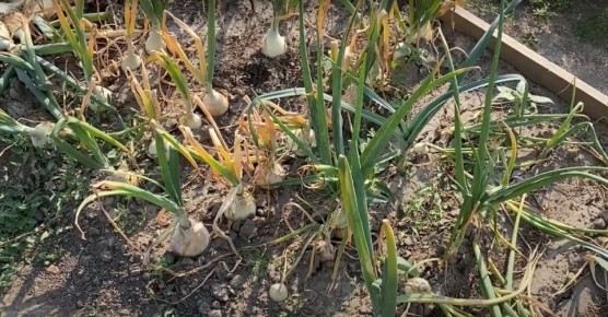 ��� ��������� ������� ��� �� ����� �� ���� �����