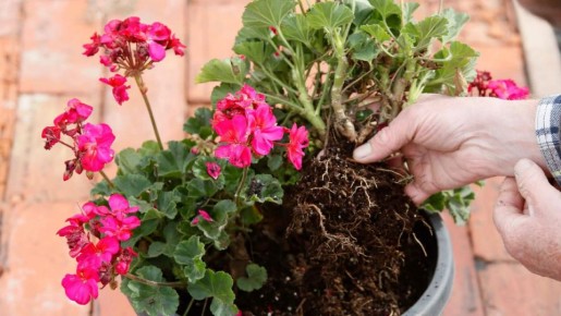 Как заставить герань цвести даже зимой: секреты успешного ухода