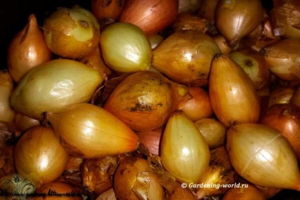 ������� �������� ������� ���� ��� ����: ����������� �������� ������ � ������� ������