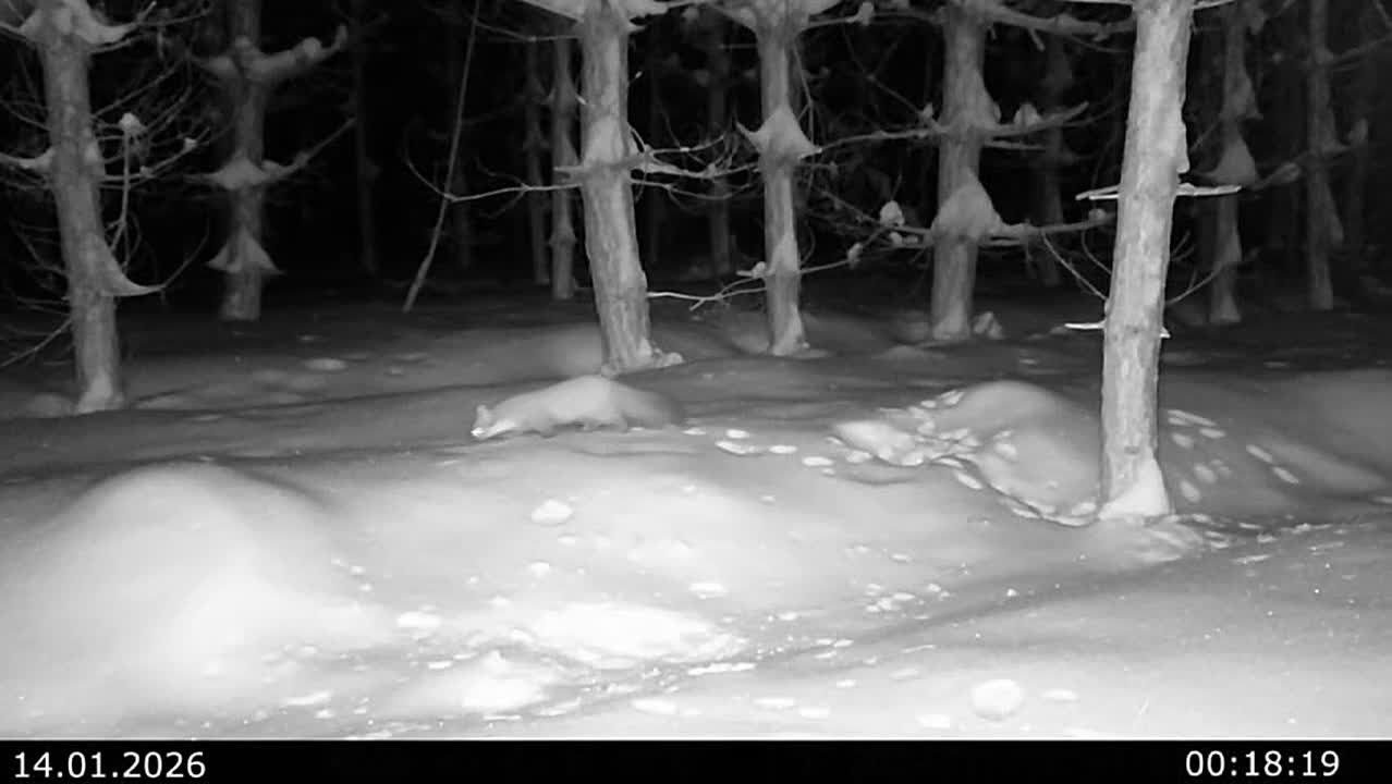 У нас для вас вместо вечерней сказки — «включение» из удмуртского леса