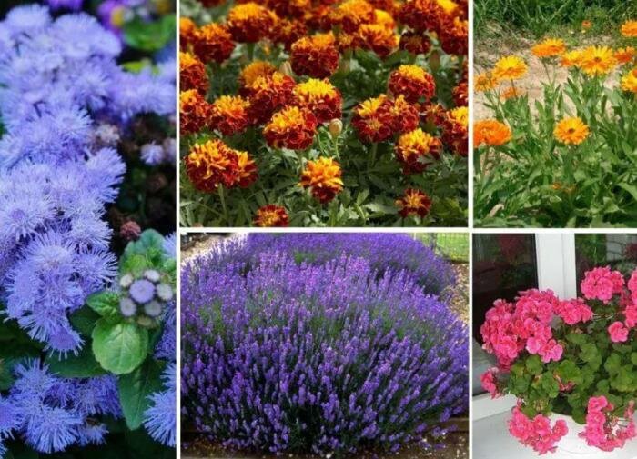 Растения, которые защитят вас от комаров в летний сезон