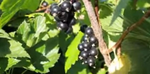 ��� ���������� ��������� ���������: ������� ��������� �����������