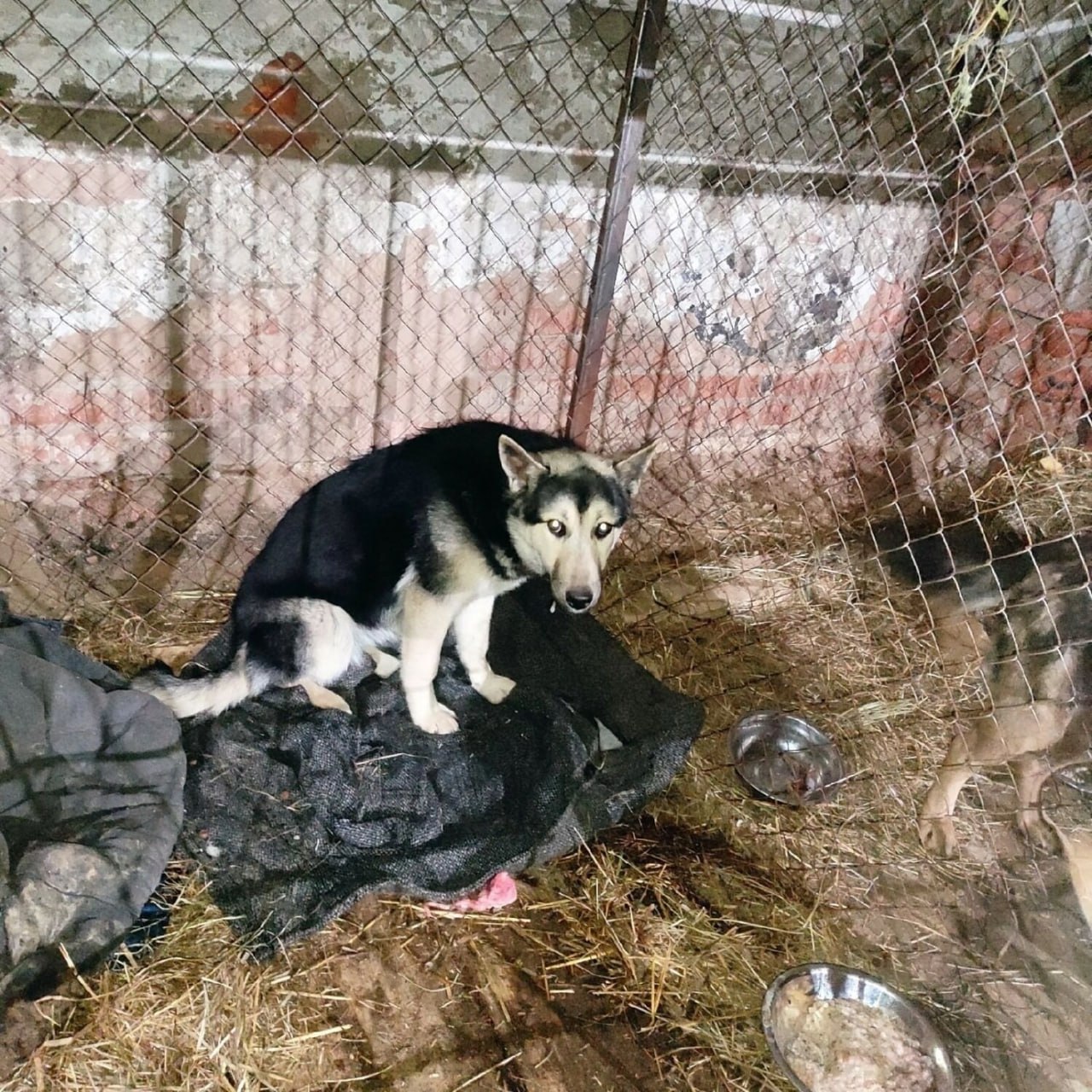 В Ижевске неизвестные привязали к дереву и оставили замерзать молодого пса В Ижевске неизвестные привязали к дереву и оставили замерзать молодого пса