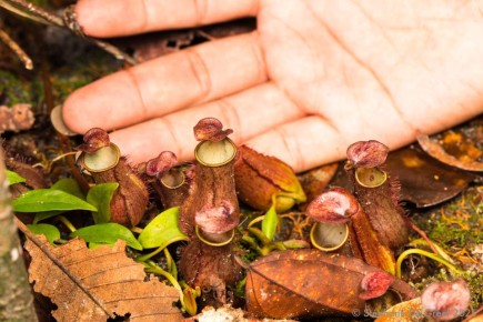 Непентес: Уникальный Хищник для Вашего Дома