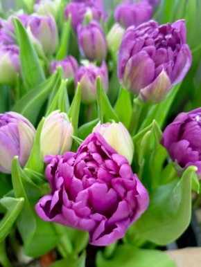 За окном метель, а в «Русском доме» уже весна - здесь цветут тюльпаны