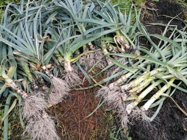 ����� ��������� ���-�����: ���� � ���������� ���������