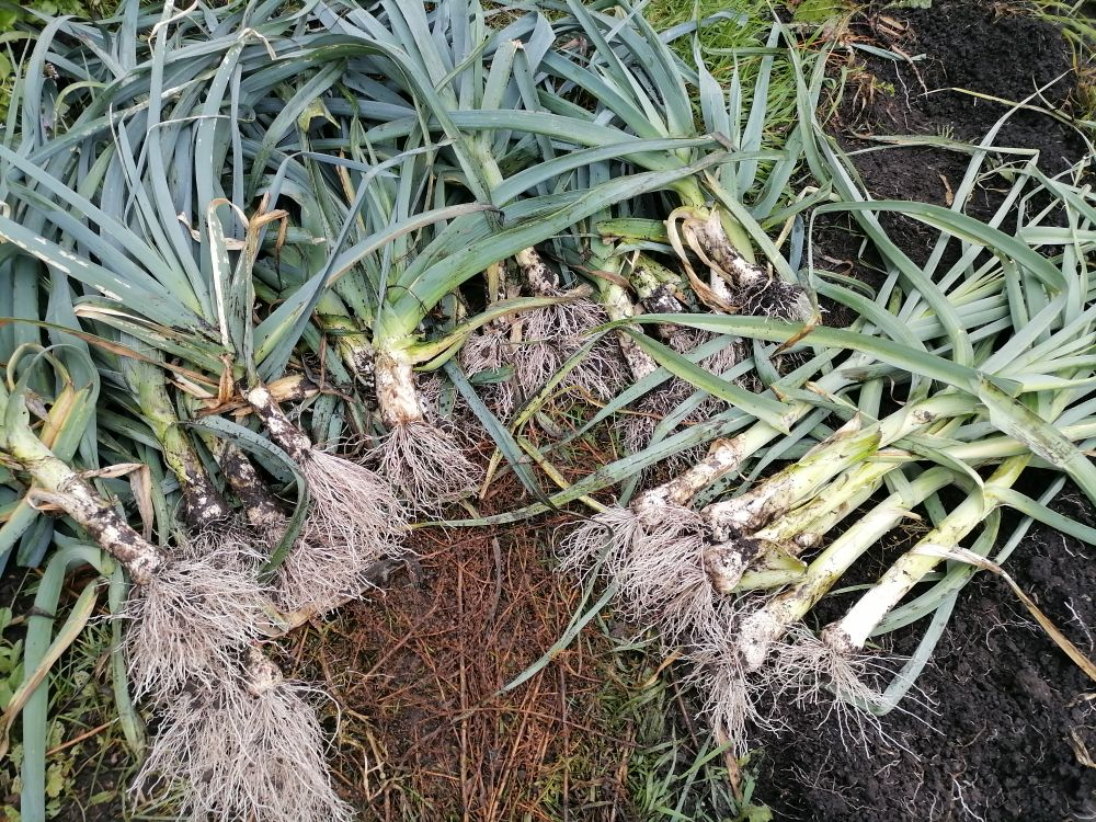 Зачем окучивать лук-порей: мифы и реальность агрономии