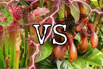 ��������� ������ ��������: ��� �������, �������� ��� ����������?