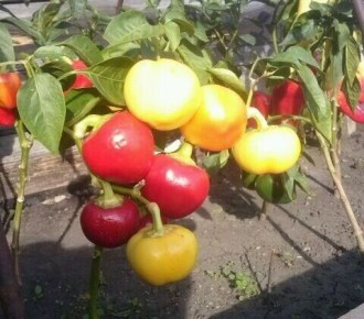 ����������� ������: ������������� ������� ��� ����� � ���������