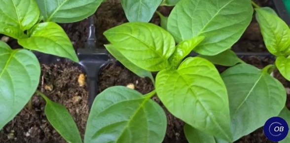 ��� �������� ���� ������ ������ � ������� �������� ��������