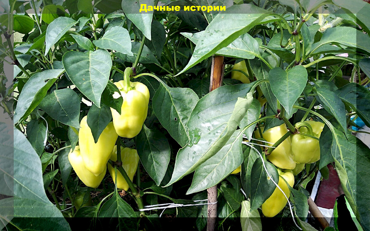 Секреты успешного урожая: лучшие сорта перцев для теплиц и открытого грунта