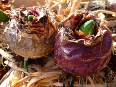 ��� ������������� ������� ����������� ����� ��������