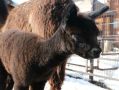 Малыш альпаки появился в зоопарке Ижевска