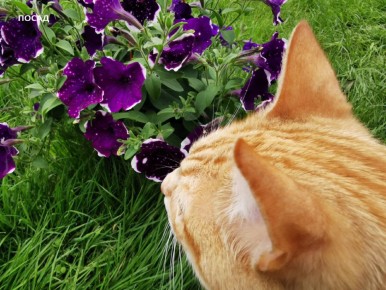 ���������� ������� ��������: ���� ����������� � ������