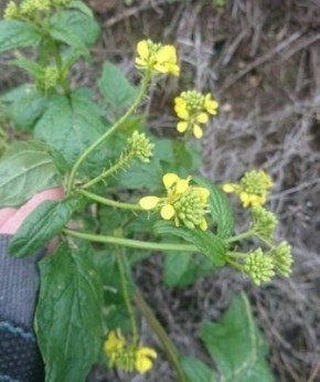 ������������� ������� �� ����: ������� � �������