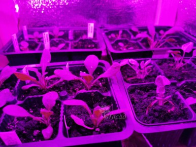 Как правильно выбрать лампу для досвечивания рассады: советы и нюансы