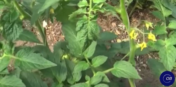 Ошибки, которых стоит избегать при выращивании томатов