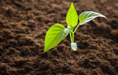 Как правильно пикировать перец в апреле?