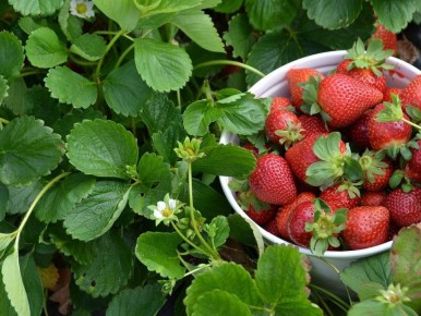 Осенняя забота о клубнике: секрет успешного урожая и защиты от недугов