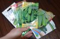 Эффективная подготовка семян огурцов к посеву: секреты успеха
