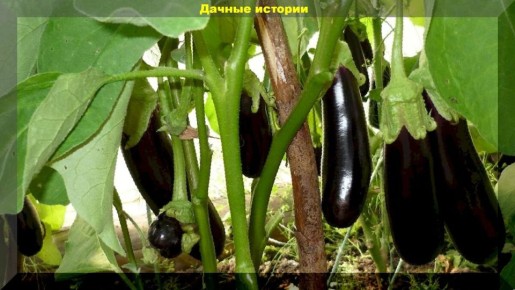 Секреты успешного посева перцев и баклажан в конце марта