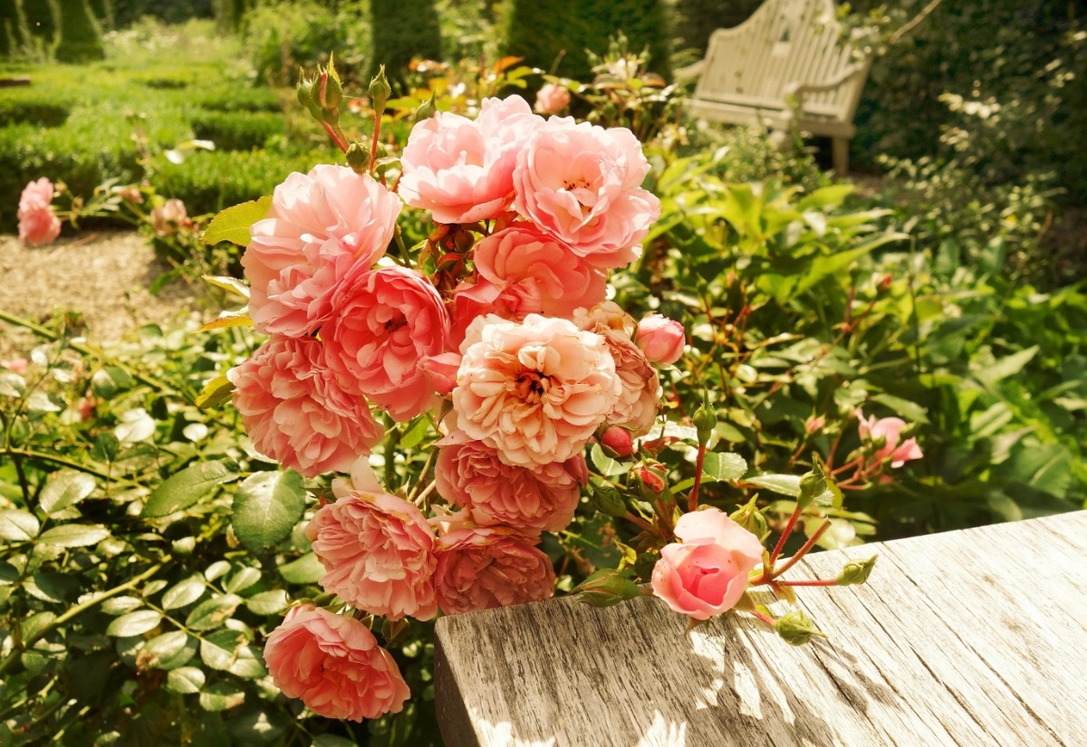 Как ухаживать за розами летом: важные советы для цветоводов